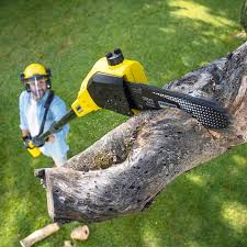 Professional Tree Services in Pine Ridge, FL