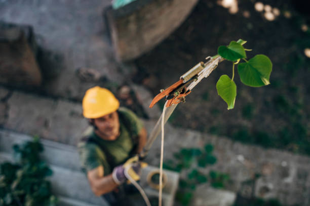 Leaf Removal in Pine Ridge, FL