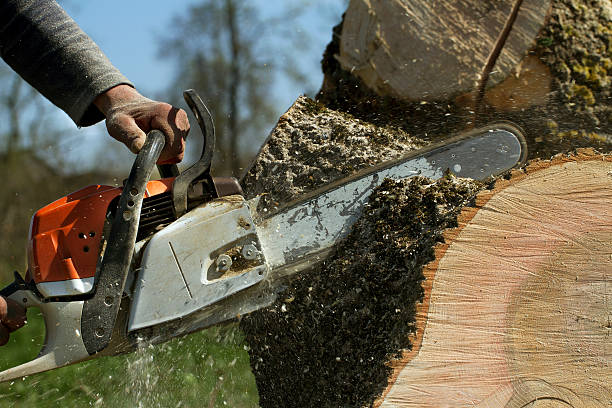 How Our Tree Care Process Works  in Pine Ridge, FL